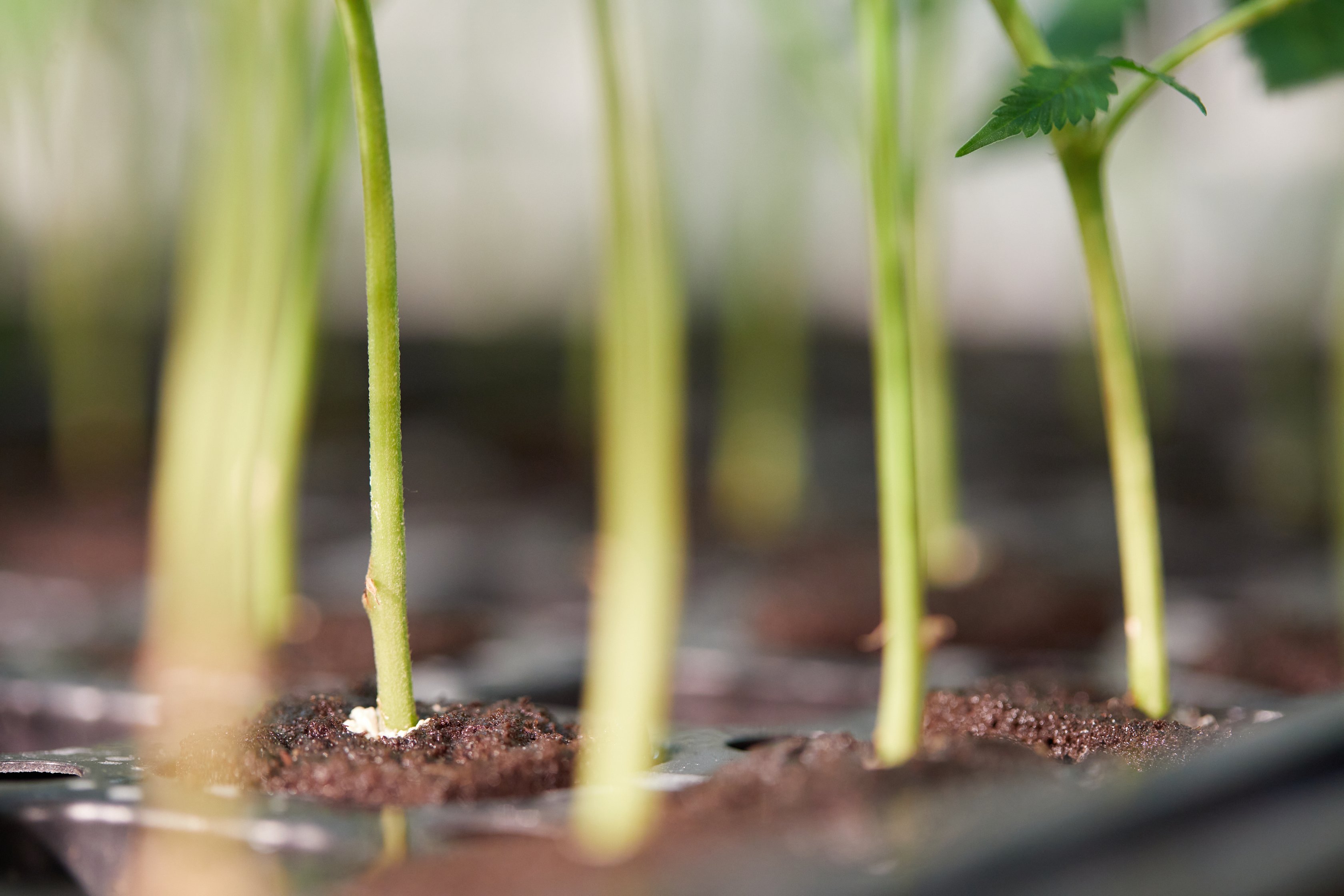 How Much Light Do Clones Need Cannabis Clone Light Guide Growlink