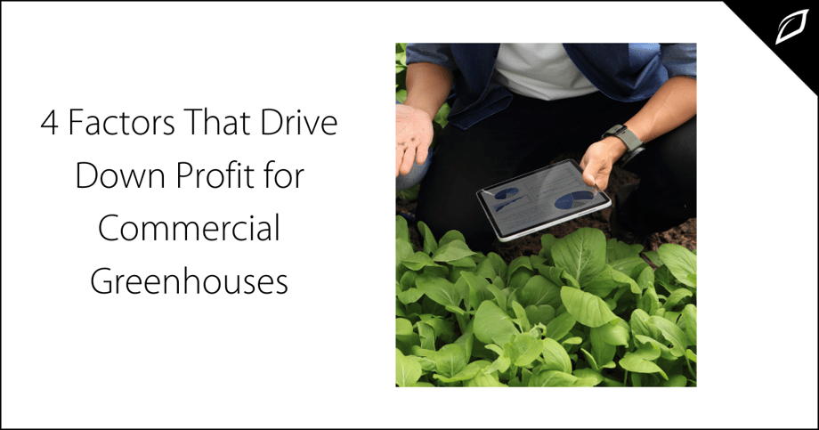 4 Factors That Drive Down Profit for Commercial Greenhouses