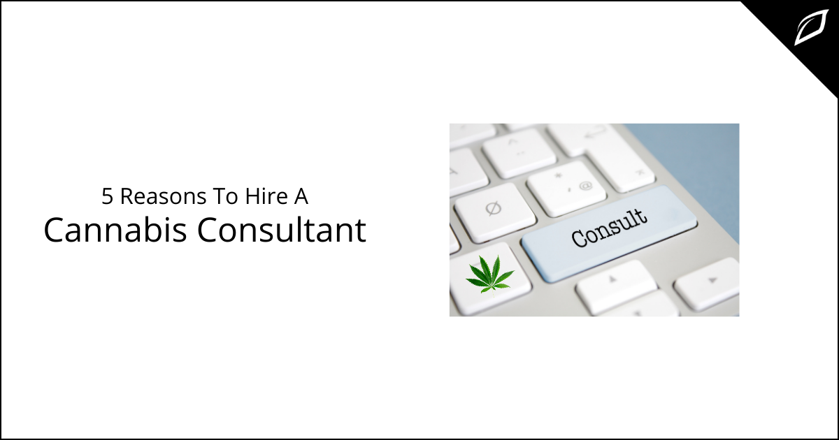 5 Reason To Hire A Cannabis Consultant