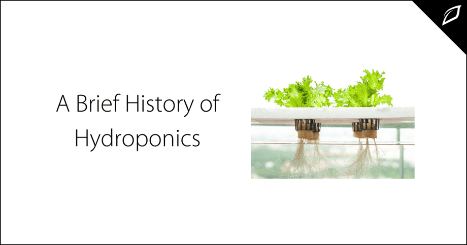 A Brief History of Hydroponics (1)