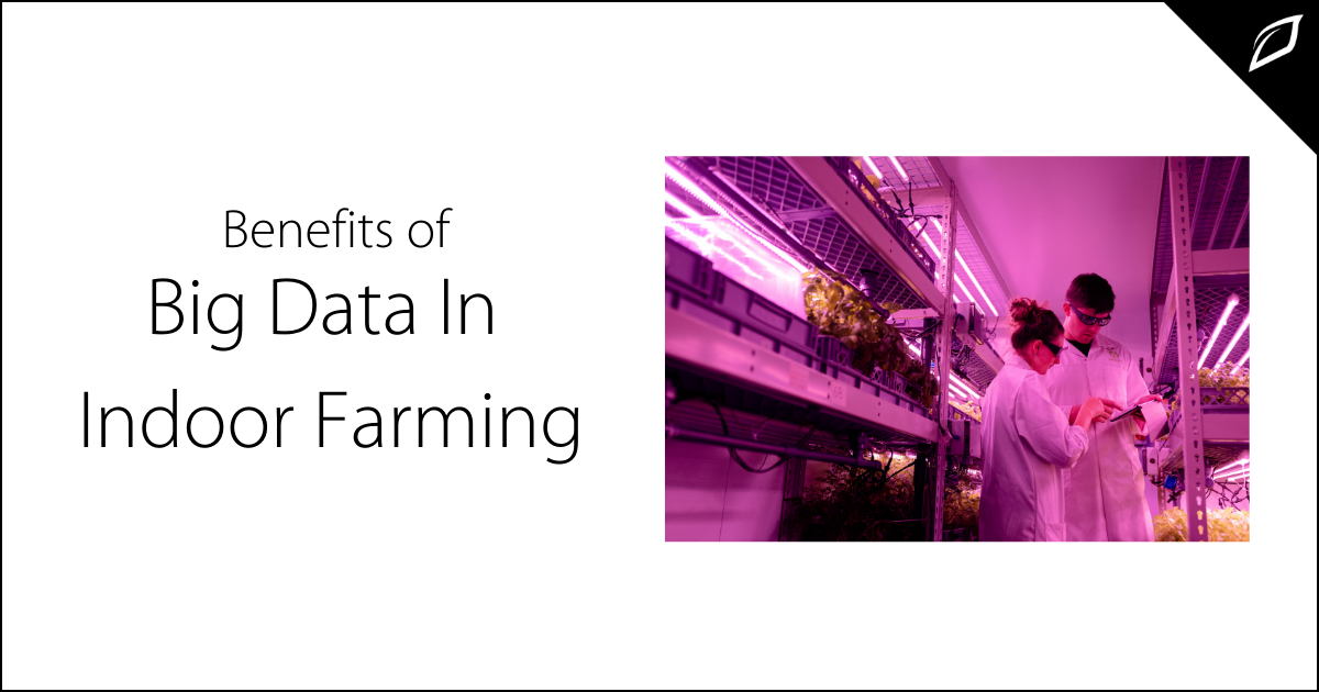 Benefits of Big Data In Indoor Farming