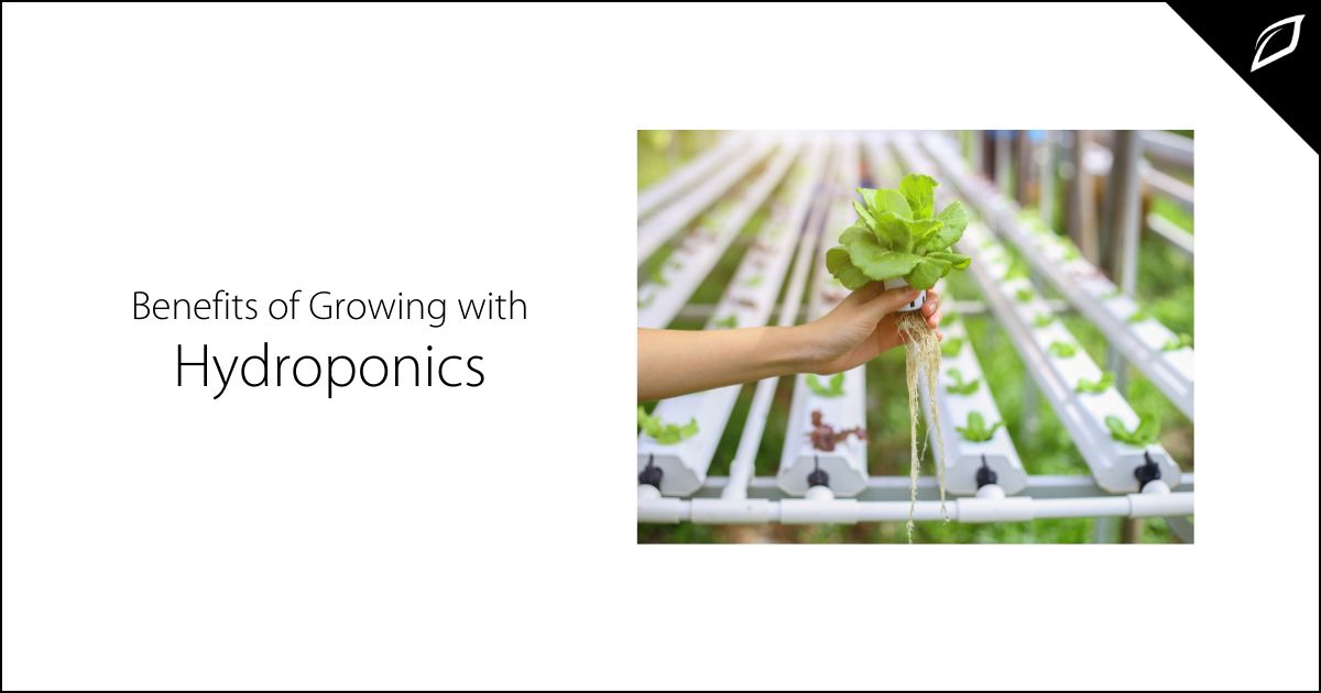 Benefits of Growing with Hydroponics