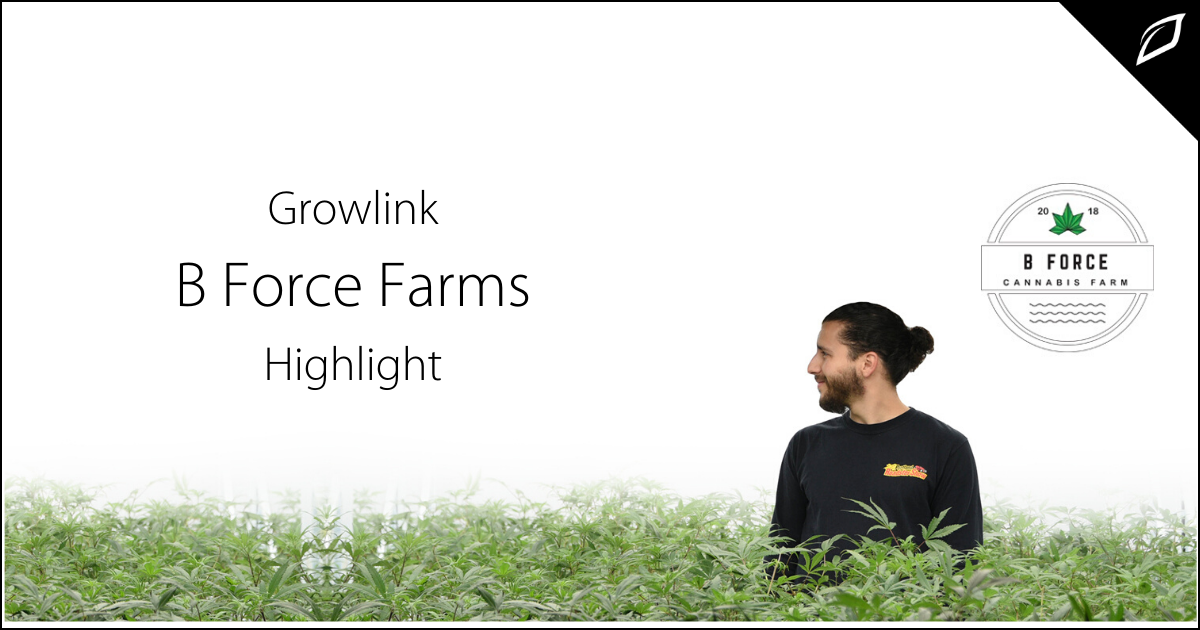 Blog B Force Cannabis Farm Highlight Blog