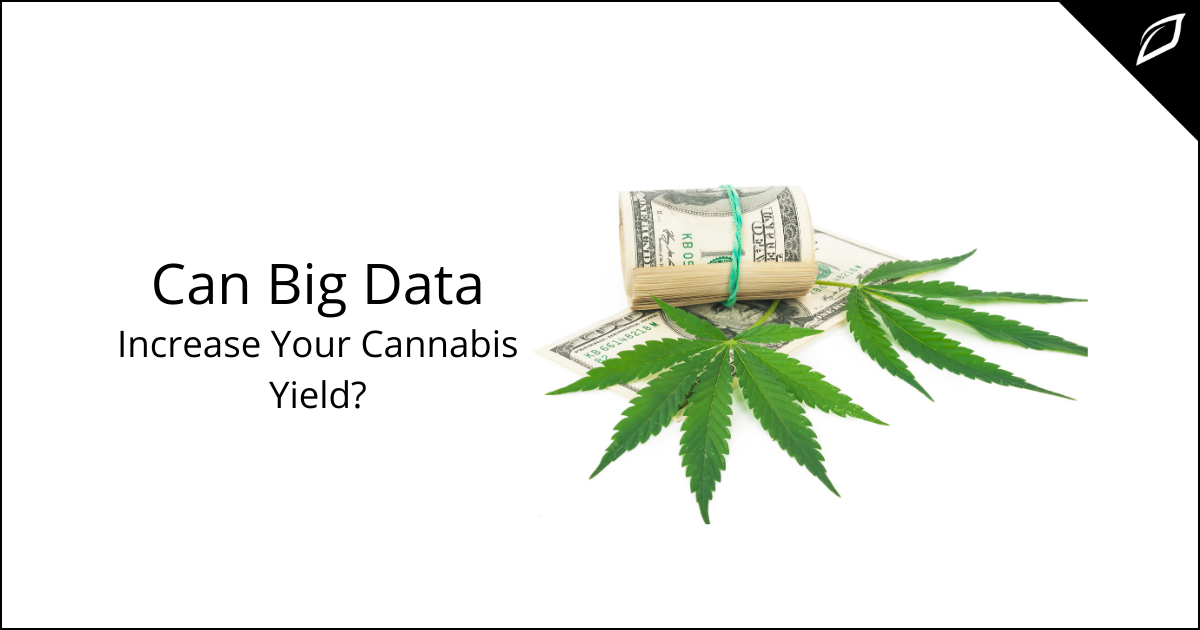 Can Big Data Increase Your Cannabis Yield_ (1)