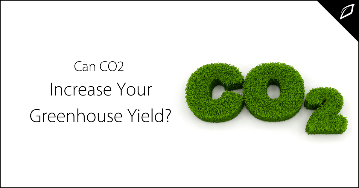Can CO2 Increase Your Greenhouse Yield?