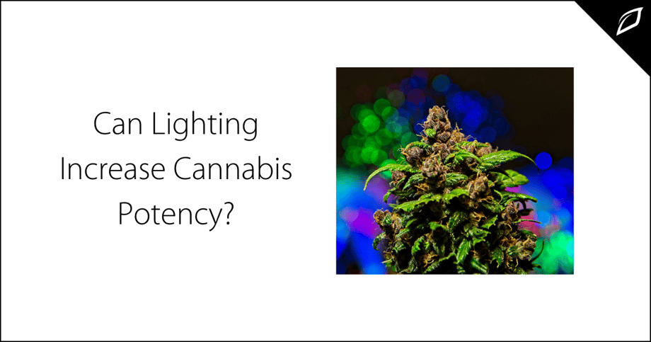 Can Lighting Increase Cannabis Potency-1