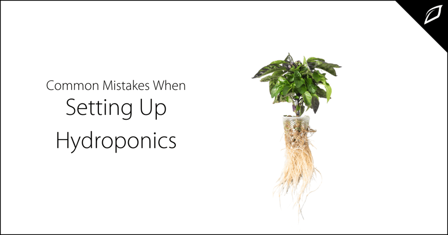 Common Mistakes When Setting Up Hydroponics 2