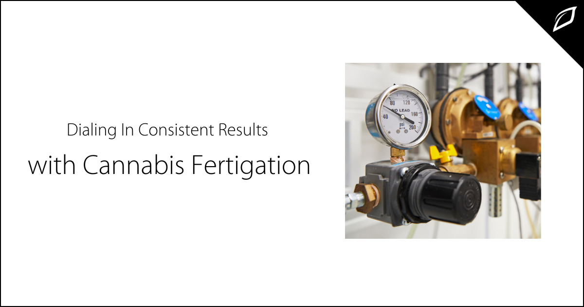 Dialing In Consistent Results with Cannabis Fertigation