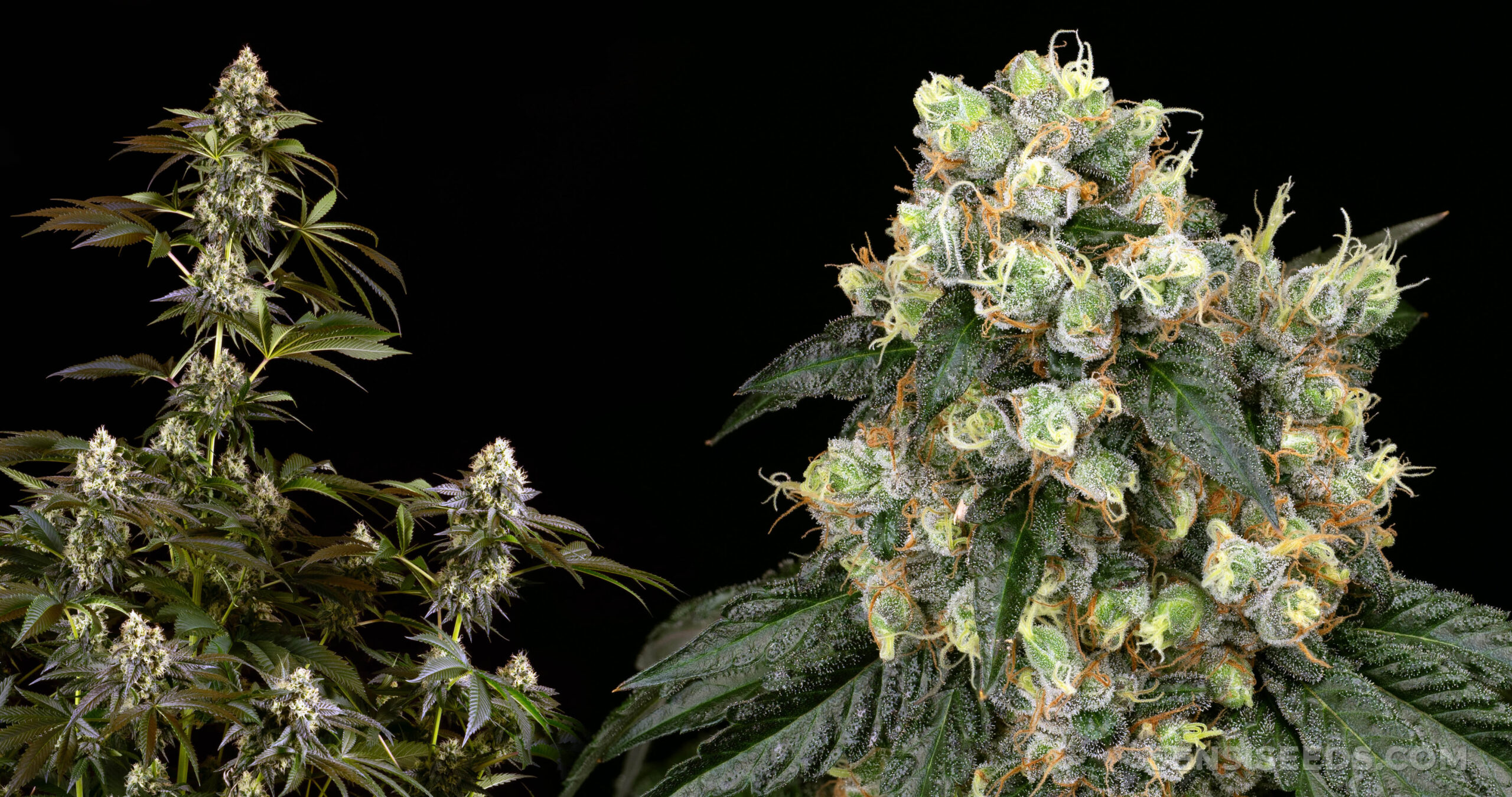 Flowering-stage-scaled