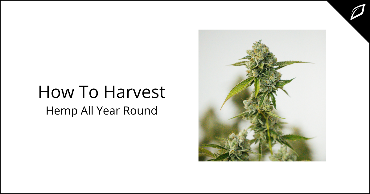 How To Harvest Hemp All Year Round