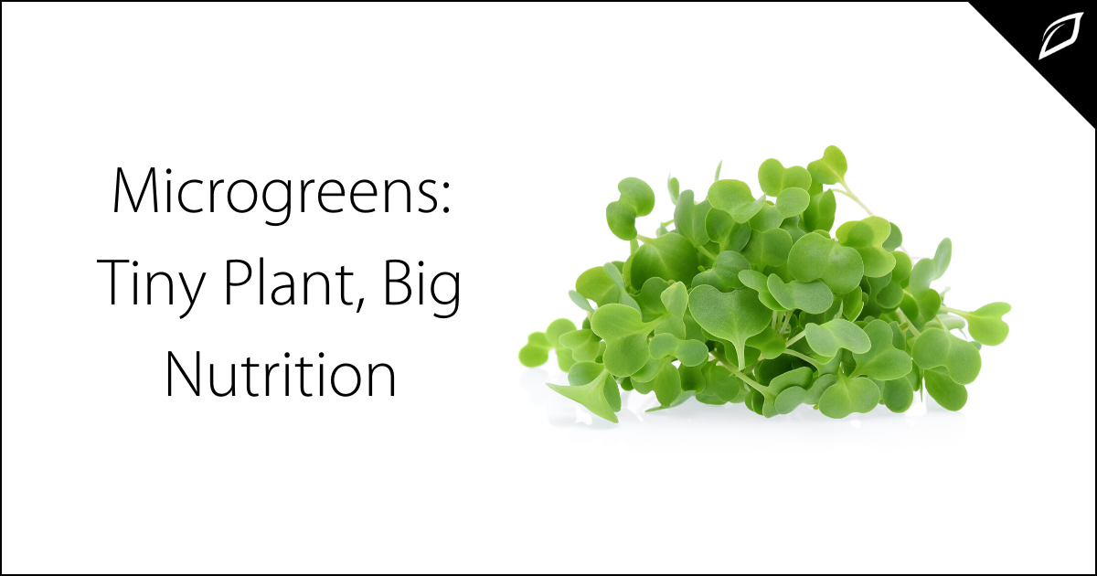 Microgreens_ Tiny Plant, Big Nutrition