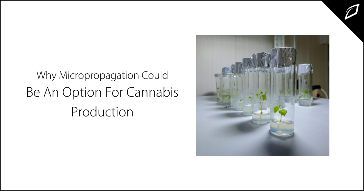 Micropropagation in Cannabis