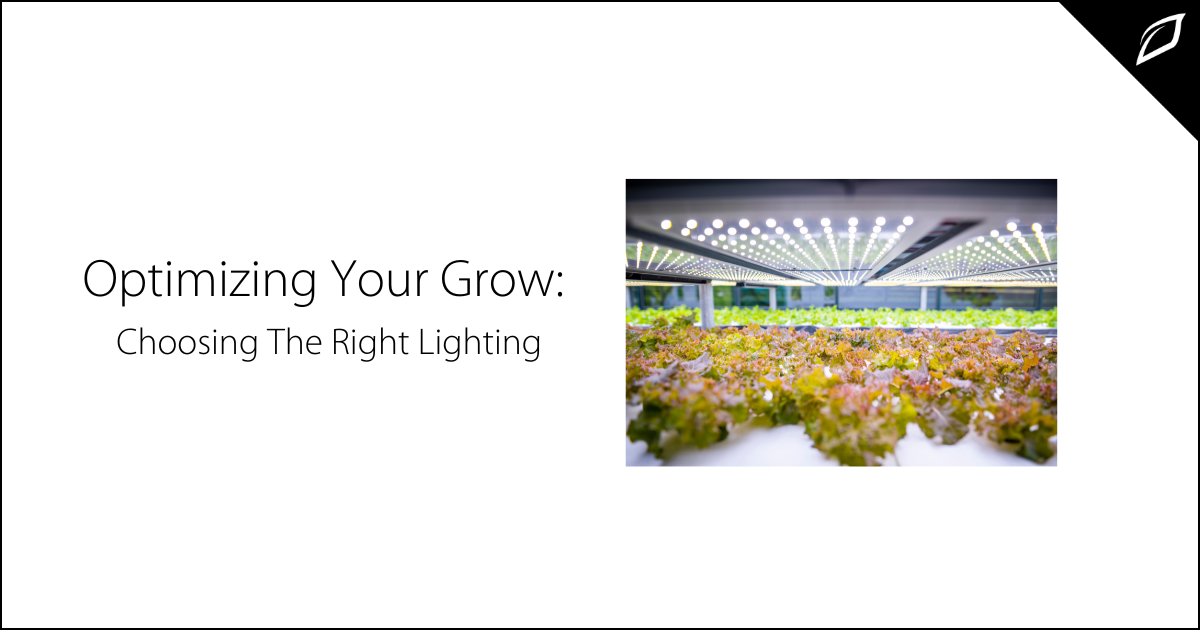 Optimizing Your Grow Choosing The Right Lighting