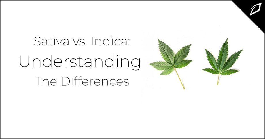 Sativa vs. Indica_ Understanding The Differences