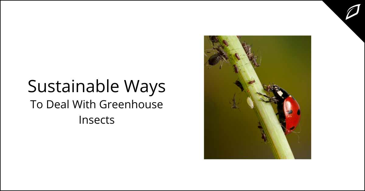 Sustainable Ways To Deal With Greenhouse Insects
