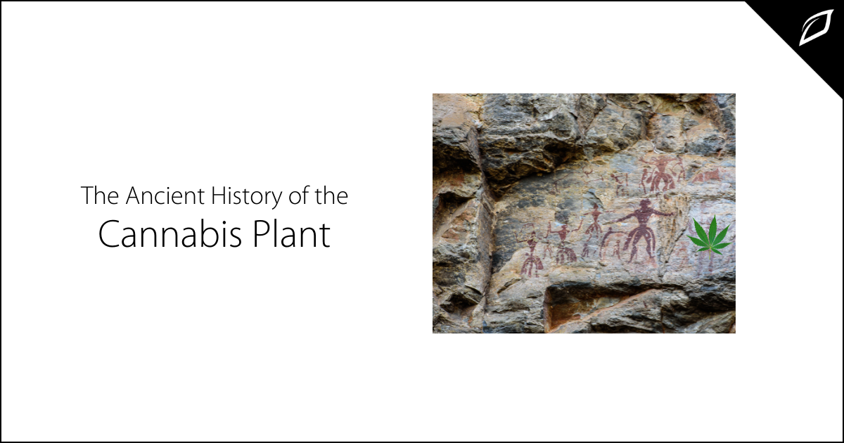 The Ancient History of the Cannabis Plant