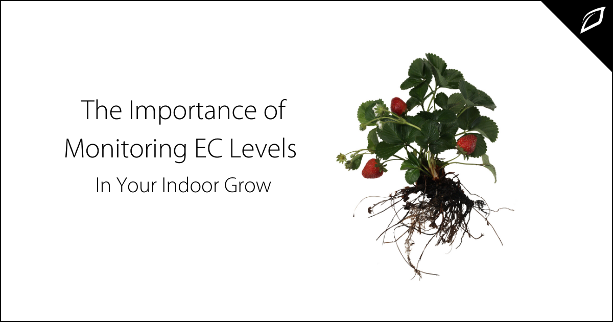 The Importance of Monitoring EC Levels In Your Indoor Grow