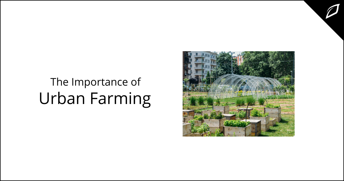 The Importance of Urban Farming