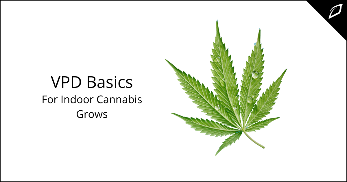 VPD Basics For Indoor Cannabis Grows