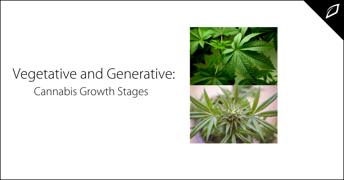 Vegetative and Generative_ Cannabis Growth Stages