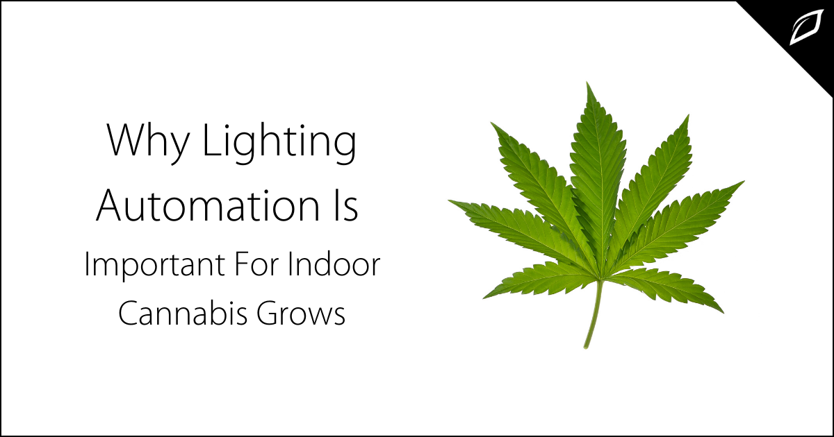 Why Lighting Automation Is Important For Indoor Cannabis Grows