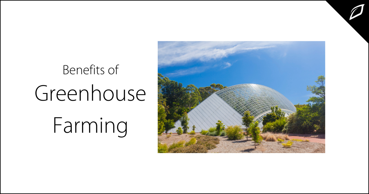 Benefits of Greenhouse Farming