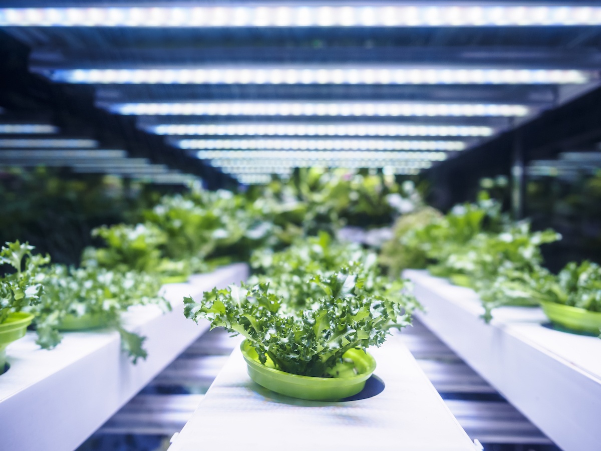 hydroponics gardening download hydroponics gardening download