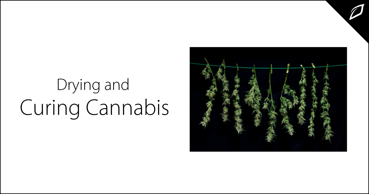 https://blog.growlink.com/hubfs/Drying%20and%20Curing%20Cannabis-png-1.png