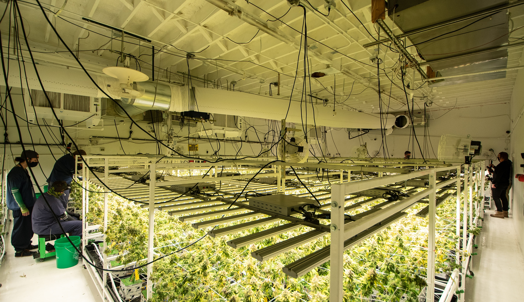 Scaling Cannabis Operations Without Sacrificing Quality