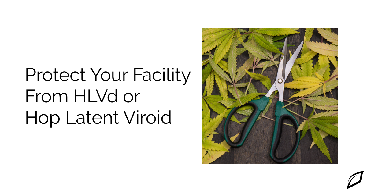 Protect Your Facility From HLVd or Hop Latent Viroid