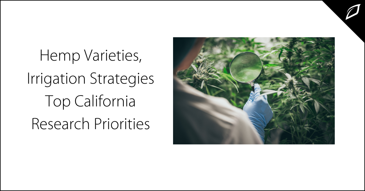 Hemp Varieties, Irrigation Strategies Top California Research Priorities