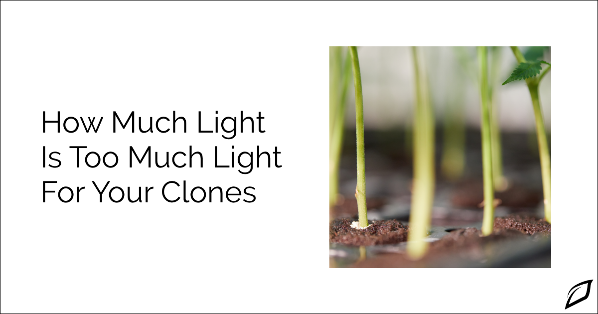 How Much Light Is Too Much Light For Your Clones?