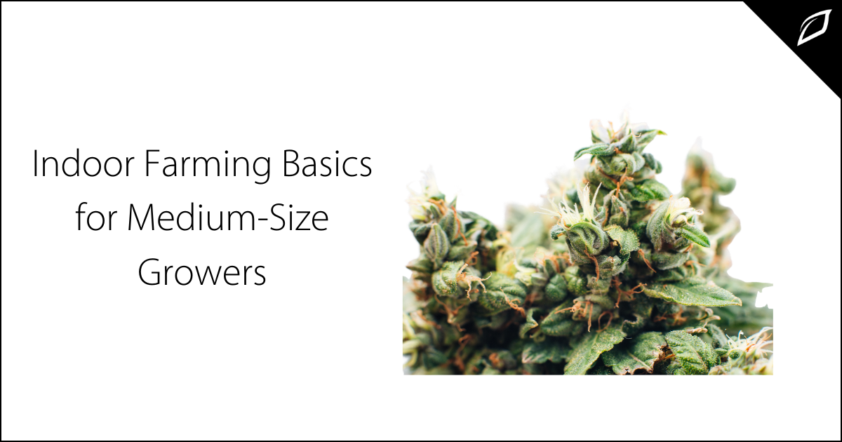 What you need to know about Indoor Farming | Growlink