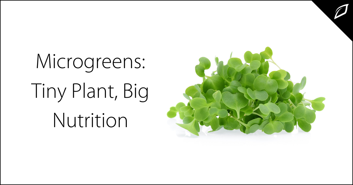 Microgreens: Tiny Plant, Big Nutrition