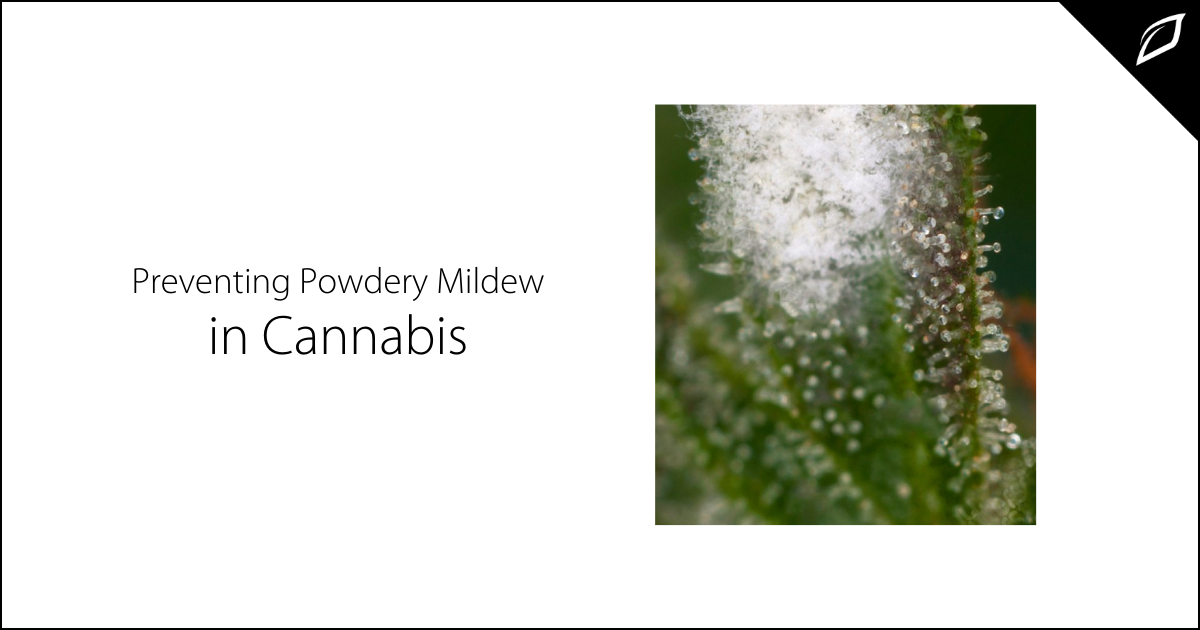 Preventing Powdery Mildew in Cannabis