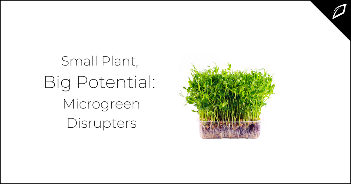 Small Plant, Big Potential: Microgreen Disrupters