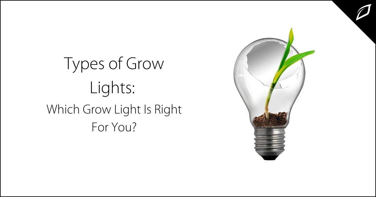 Types of Grow Lights