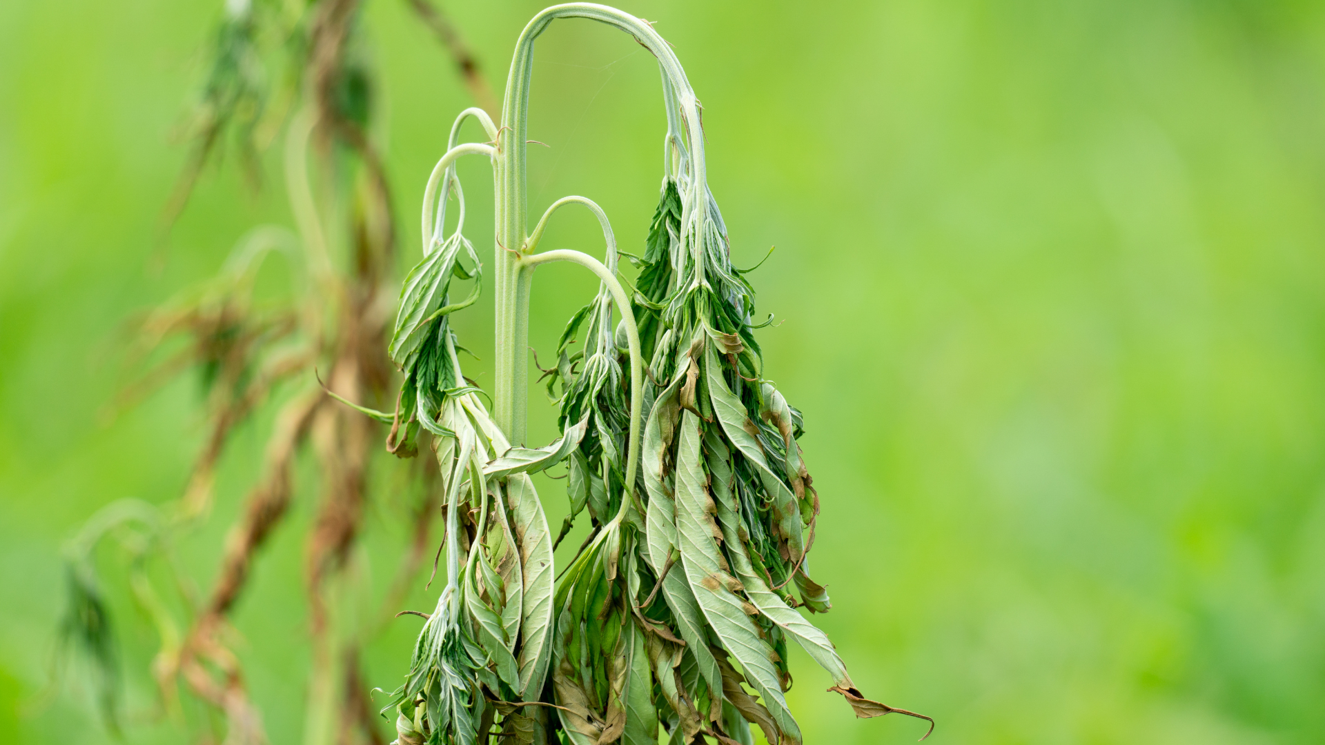How to Remove Fusarium from Your Cannabis Grow