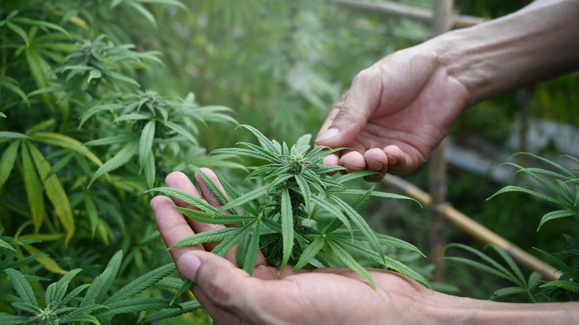Stay Ahead of Regulations: The Power of Automation in Cannabis Compliance