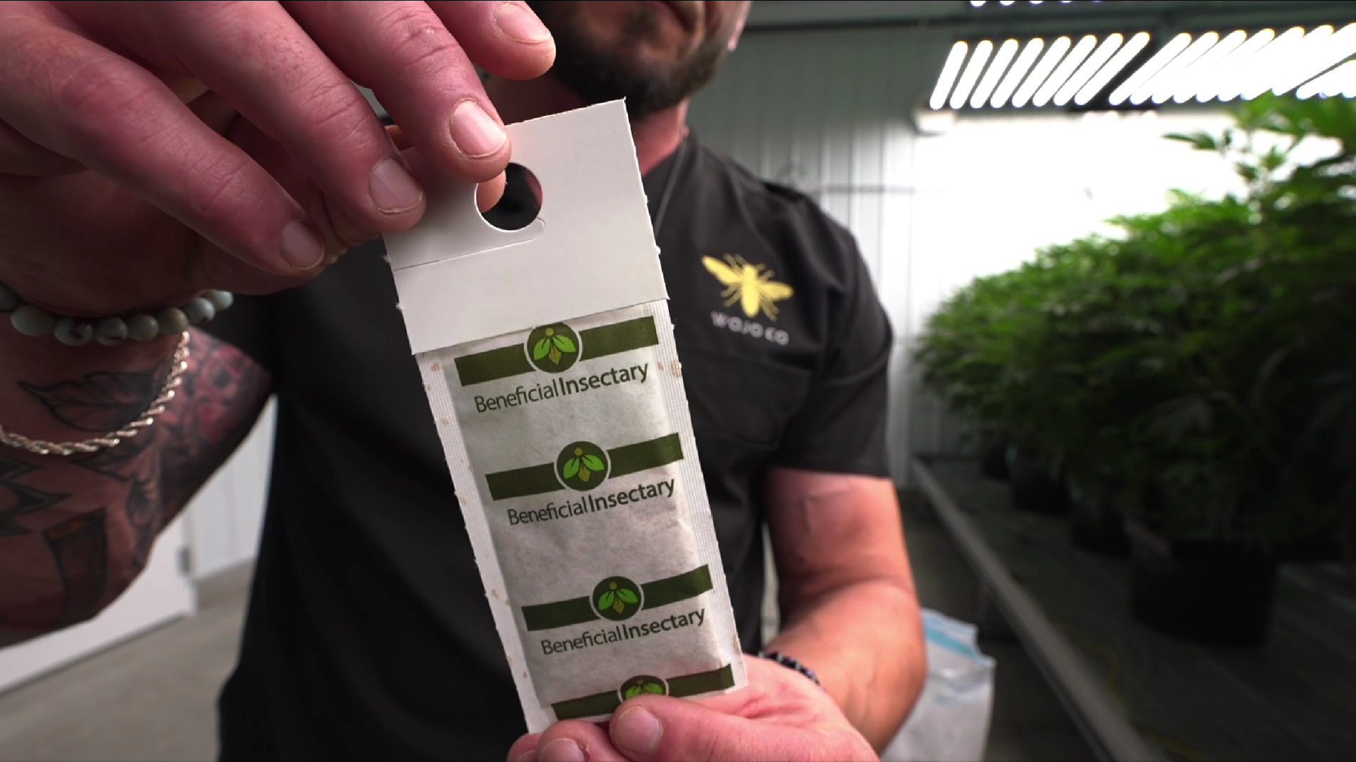 Cannabis Pests and IPM Strategies