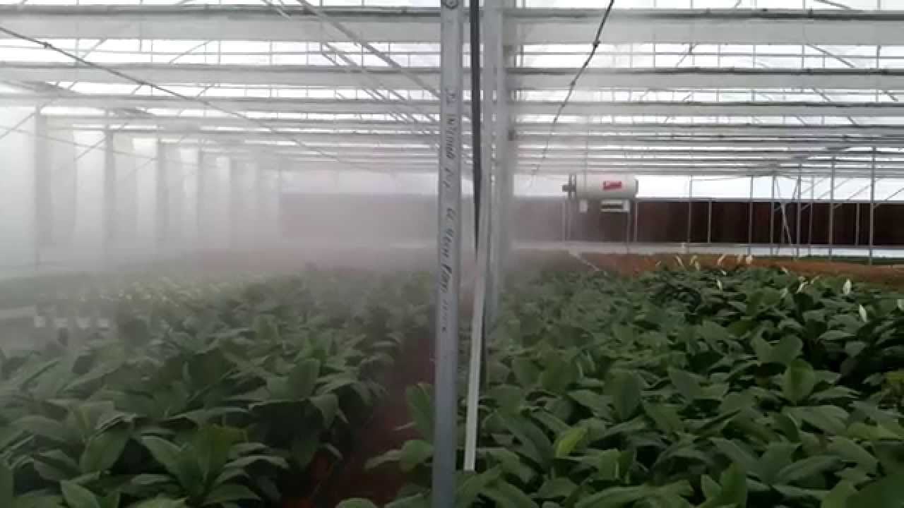 greenhouse system fog fogging humidity temperature plants